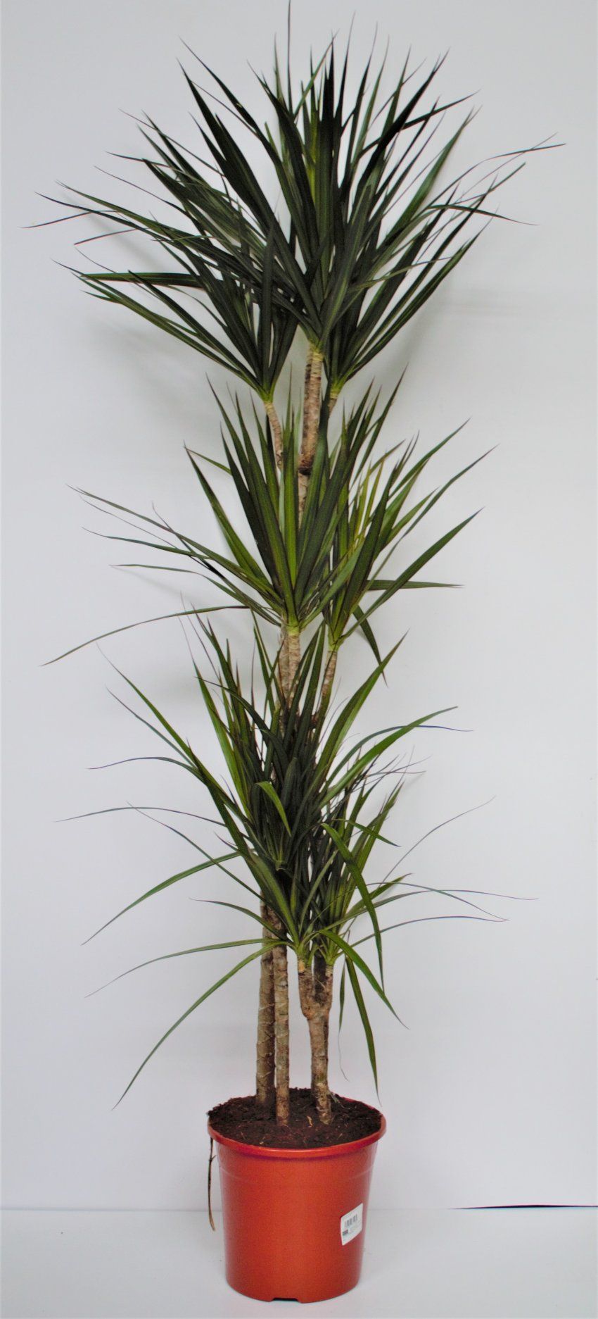 DRACENA MARGINATA