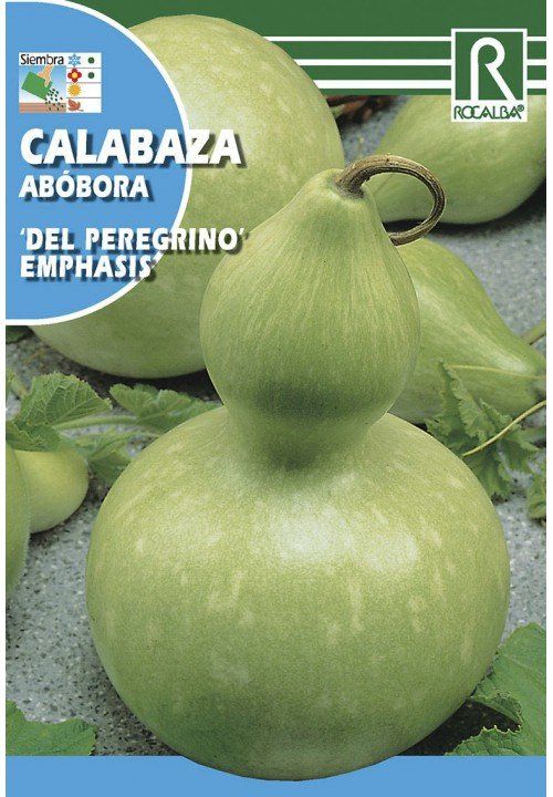 calabaza emphasis del peregrino