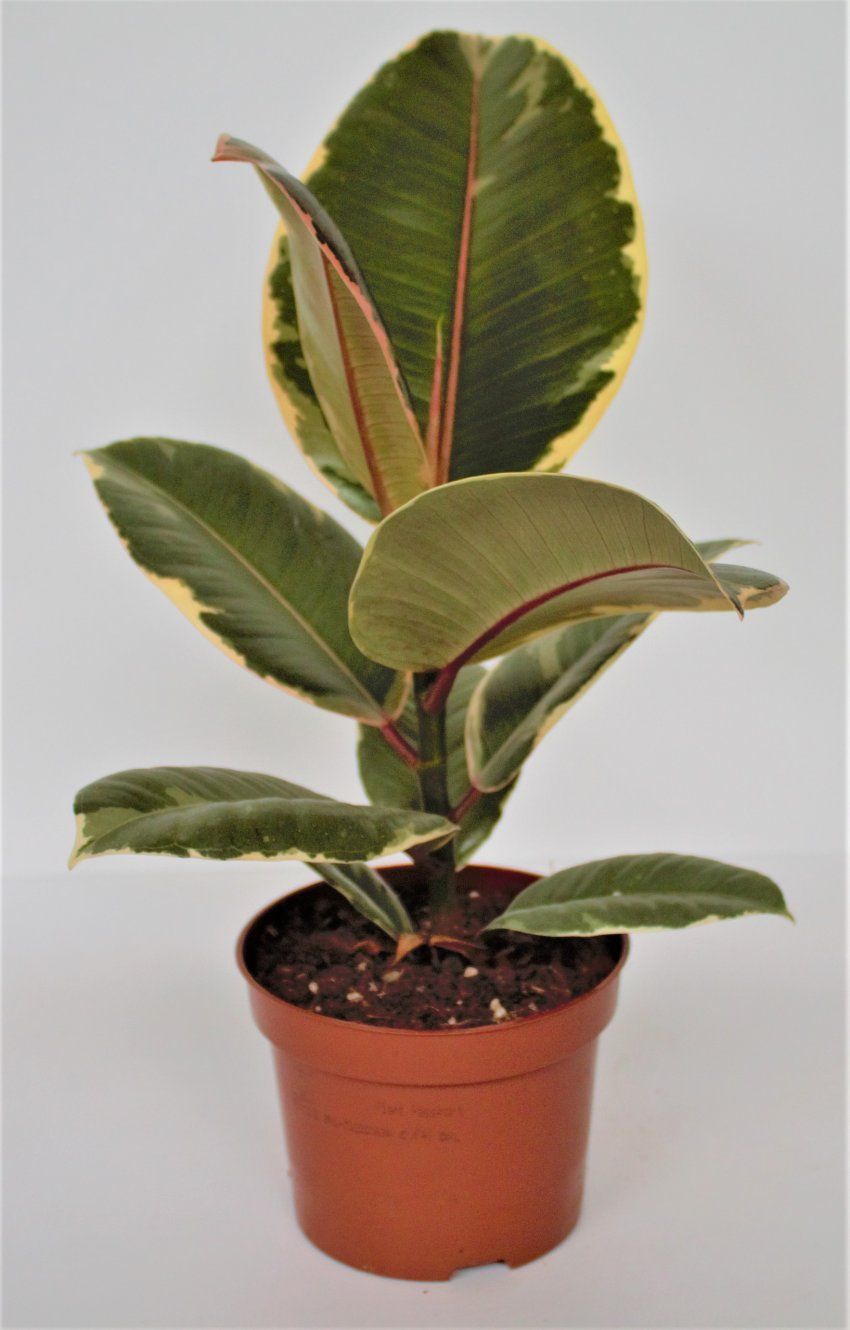 FICUS ROBUSTA