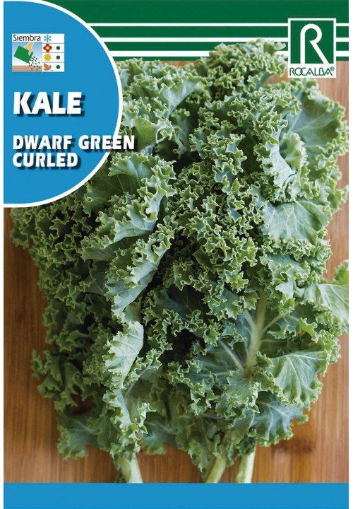 kale dwarf green curled