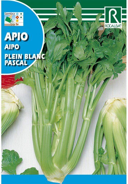 apio plein blanc pascal