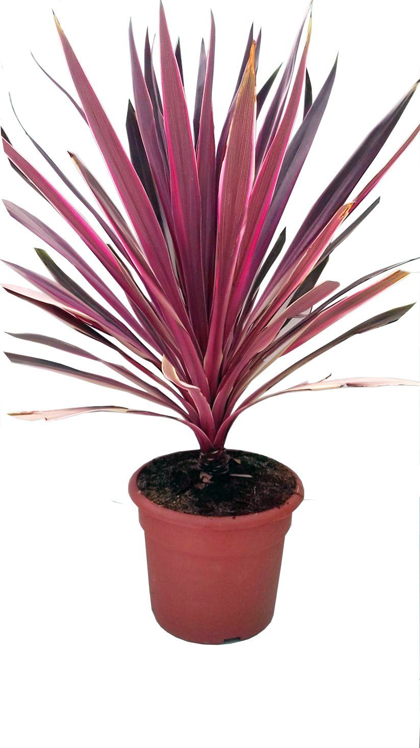 cordyline pink passionOK