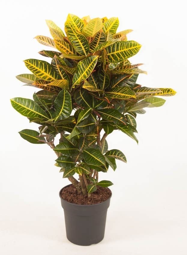 CROTON "Ejemplares"