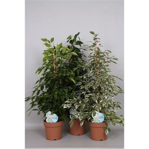 FICUS BENJAMINA