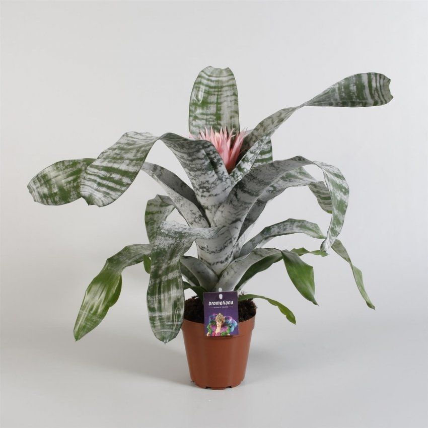 AECHMEA PRIMERA