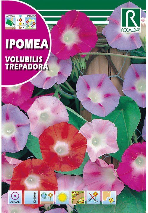 IPOMEA