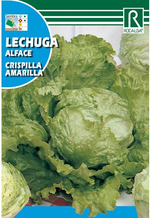 lechuga crispilla amarilla