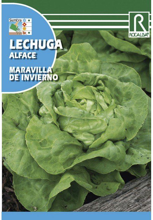 lechuga maravilla de invierno