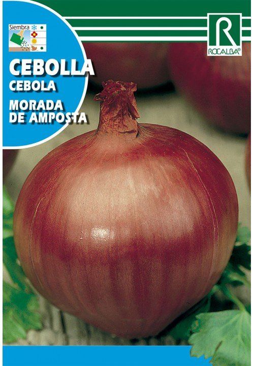 cebolla morada de amposta