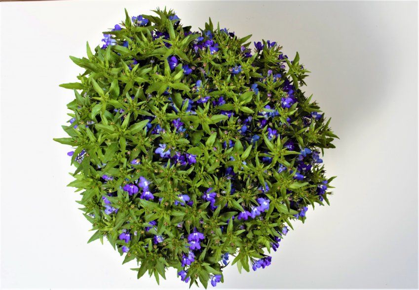 LOBELIA