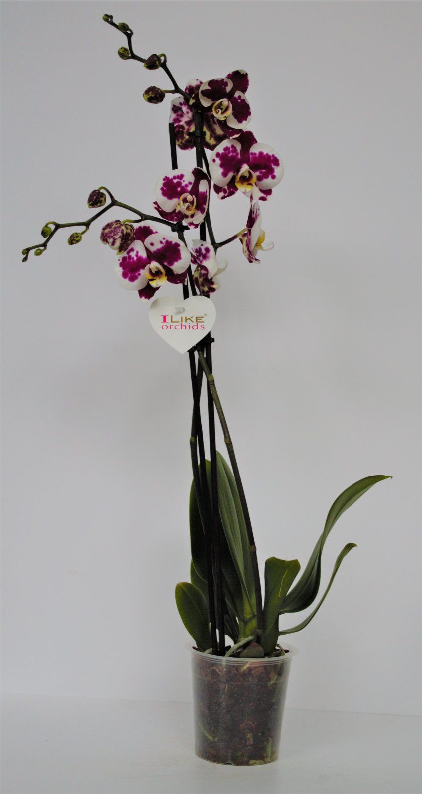 ORQUIDEA