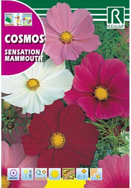 cosmos