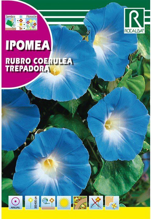 ipomea