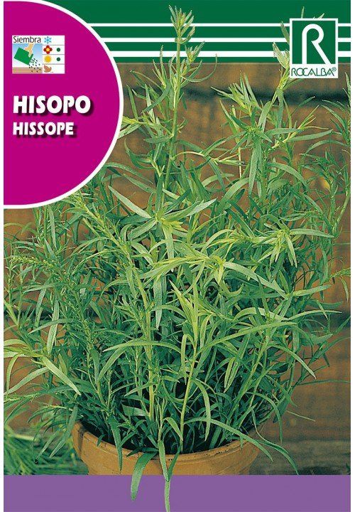 hisopo