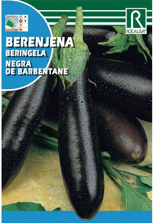 berenjena negra de barbentane