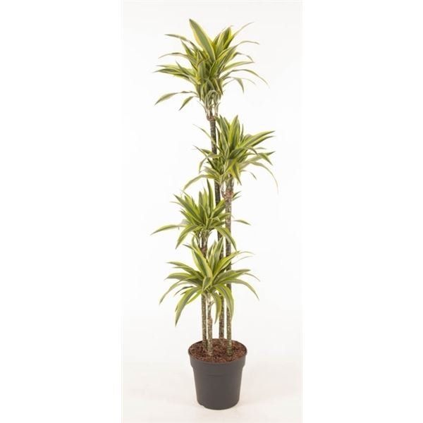 DRACENA LEMON