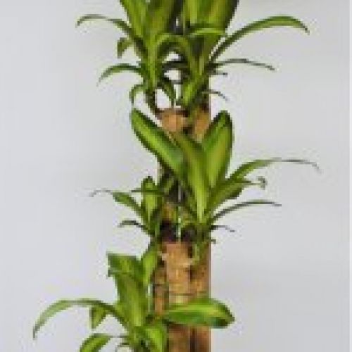 DRACENA MASSAGEANA