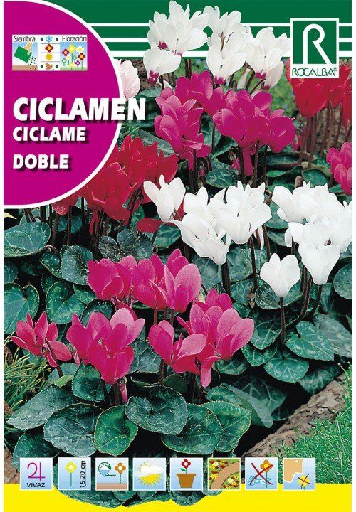 ciclamen