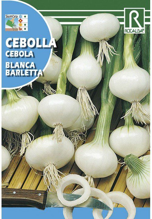 cebolla blanca barletta