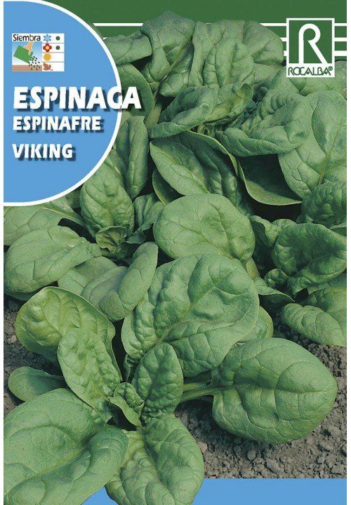 espinaca viking