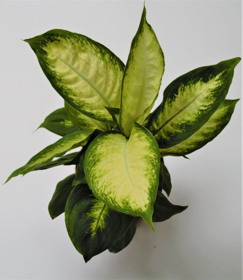 DIEFFENBACHIA