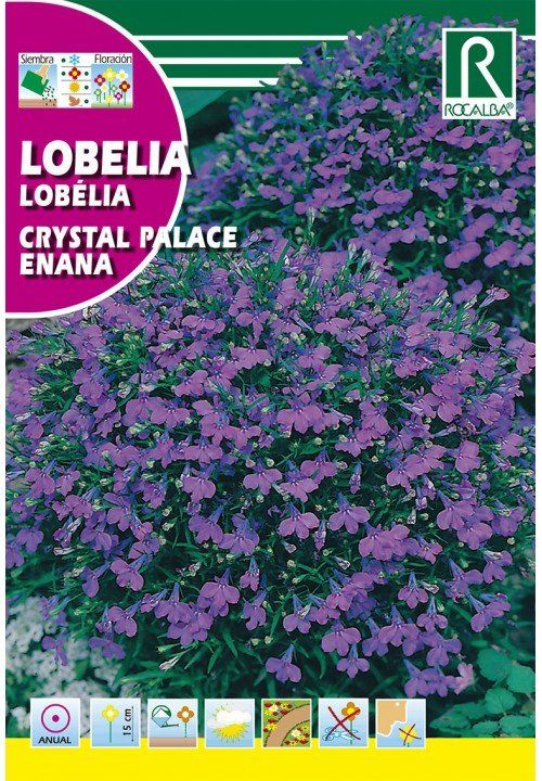 lobelia