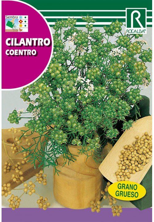 cilantro