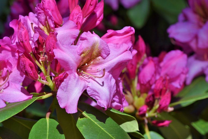 rhododendron 3386367 960 720