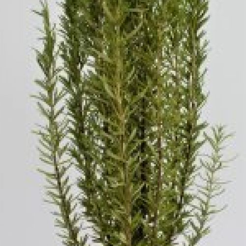 ROMERO officinalis