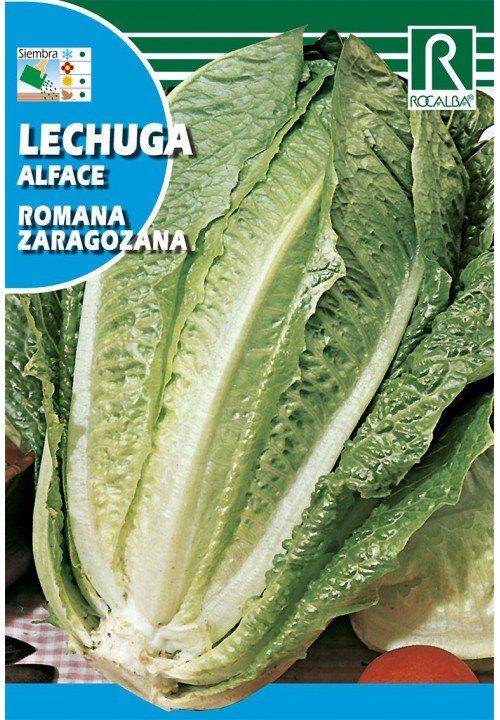 lechuga romana zaragozana