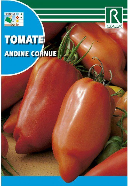 tomate andine cornue