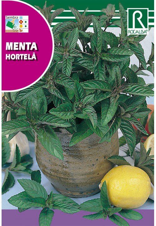 menta