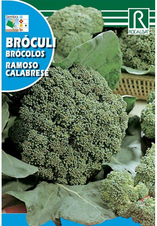 broculi ramoso calabrese