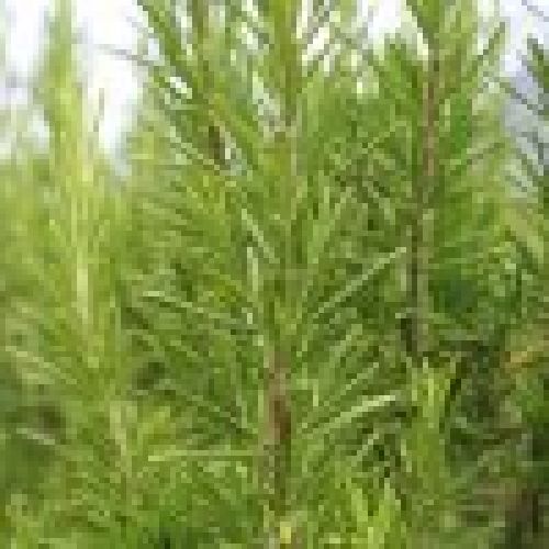 rosemary 4409748 960 720