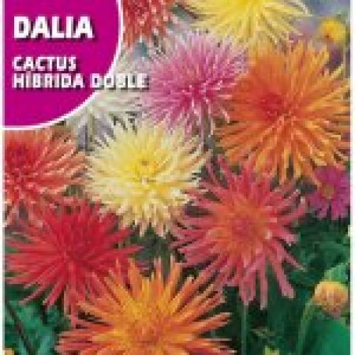 dalia