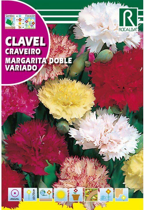 clavel (4)