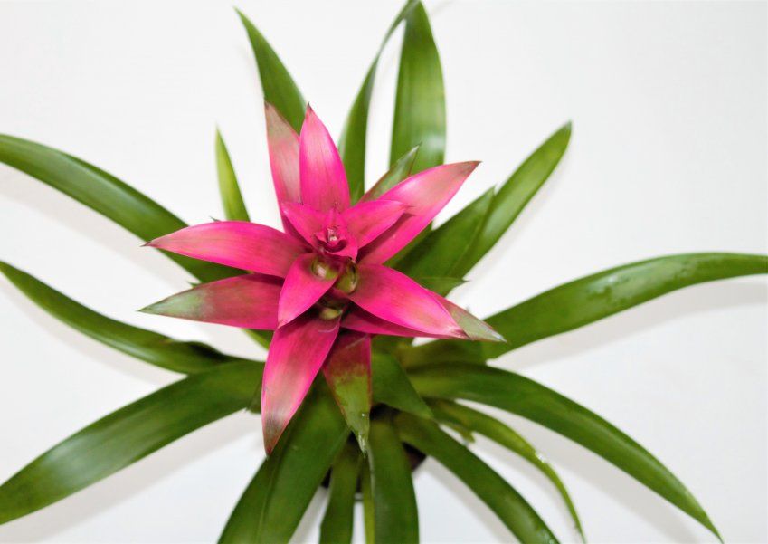 BROMELIA