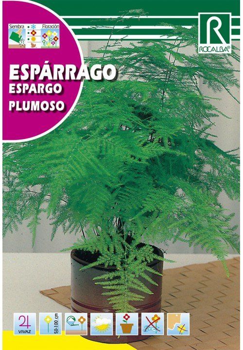 esparrago