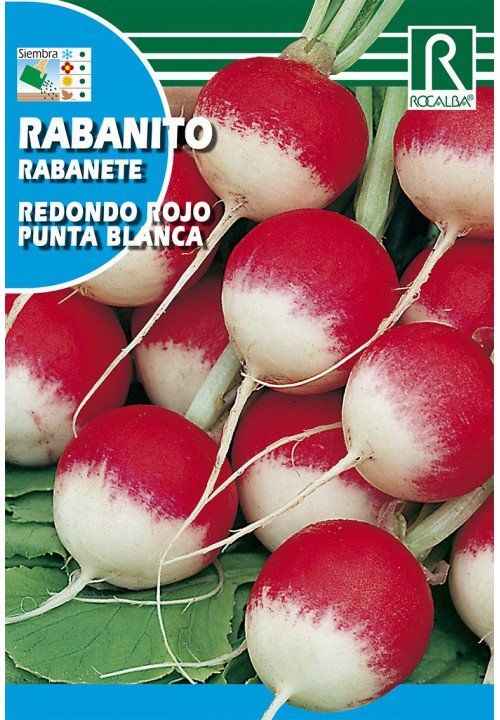 rabanito-redondo-rojo-punta-blanca.jpg