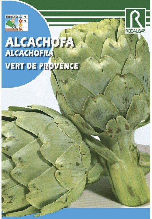 alcachofa vert de provence