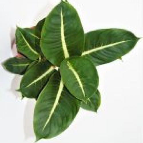 DIEFFENBACHIA