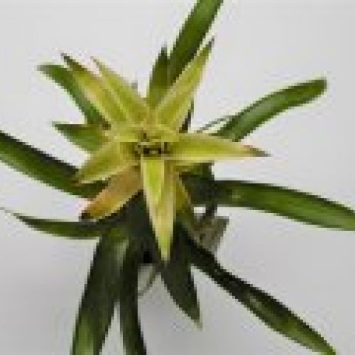 BROMELIA