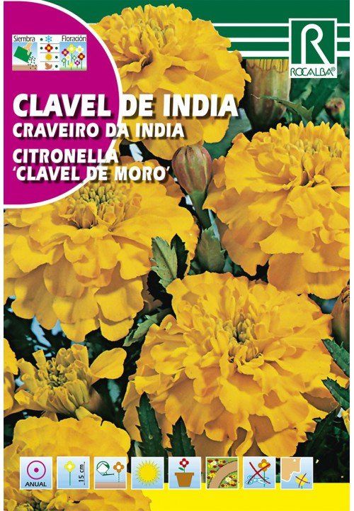 clavel de india