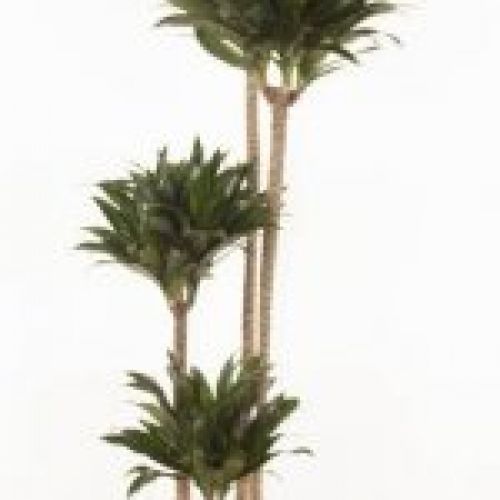 DRACENA COMPACTA