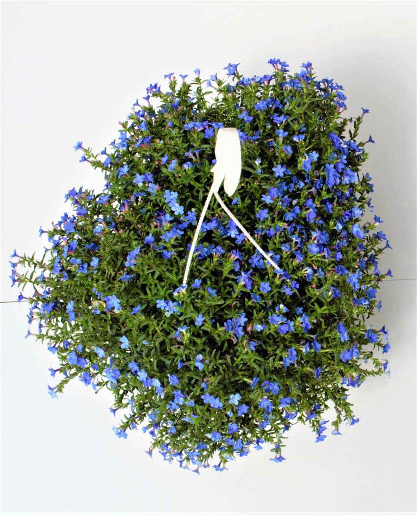 LOBELIA