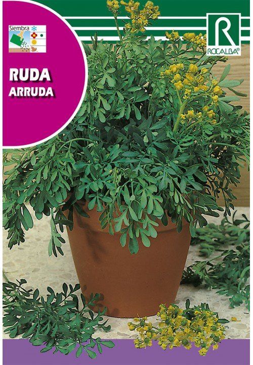 ruda