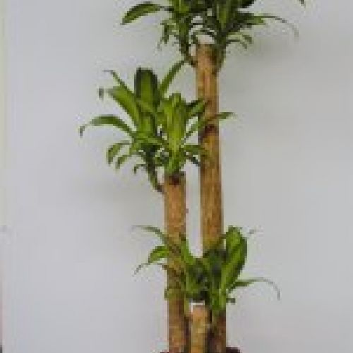 DRACENA MASSAGEANA