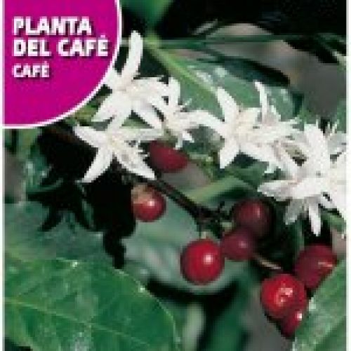 planta del cafe