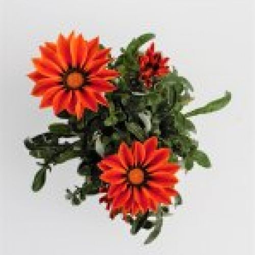 NARANJA