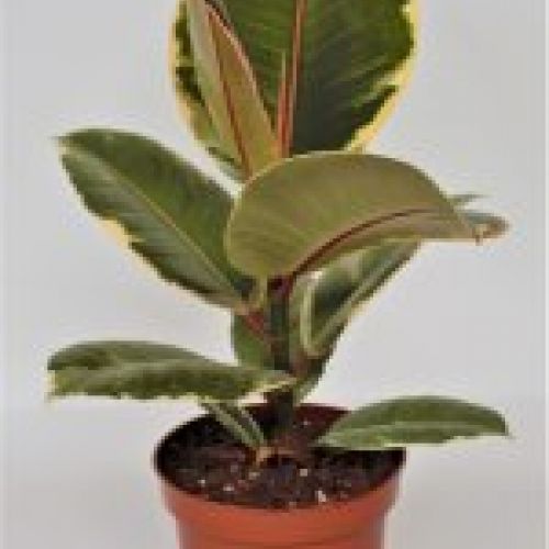 FICUS ROBUSTA